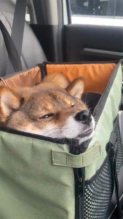 寝たら悪いワン 犬が助手席で彼女みたいな気づかい でも慣れたら 本気寝 は人間と一緒 まいどなニュース