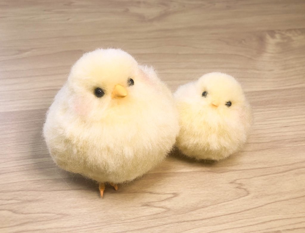 もふっ ふわふわの箱詰めひよこ Snsで3万人が思わず悶絶 大きく育ちますか かわいいいいいい まいどなニュース