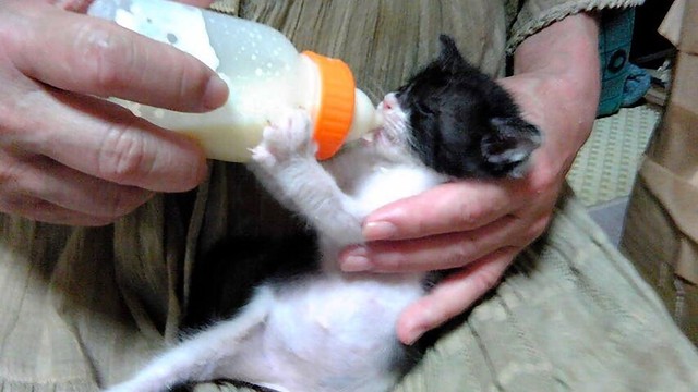 衰弱して声も枯れた子猫 出会いはミクシィの掲示板 自分から寄ってきたね 愛情注がれ今13歳 まいどなニュース