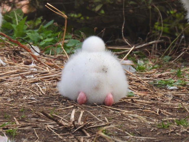 フラミンゴのヒナのおしりが尊い 真っ白ふわふわの姿に 雪見だいふくみたい まいどなニュース