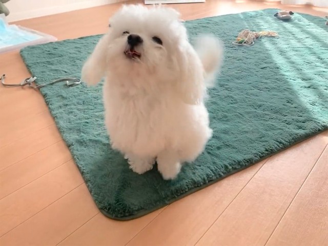 おすわり まて に 気持ちが前のめりな犬 ソワソワ足踏みにネット爆笑 まいどなニュース