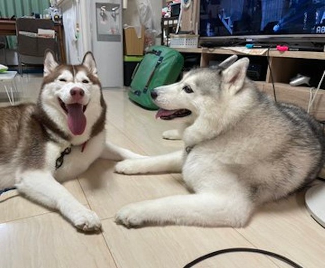 病院行くとわかってない犬 到着後 のビフォーアフター 可愛い笑顔の純粋さに 3枚目で笑った まいどなニュース