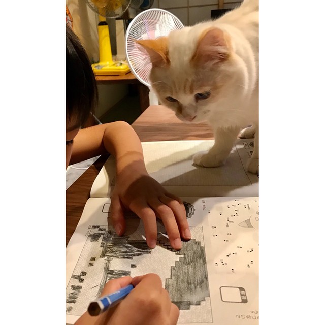 学校から帰ってすぐ遊びに行ってしまったお兄ちゃん 玄関でじっと待つ猫さんが 健気で泣ける と話題 まいどなニュース