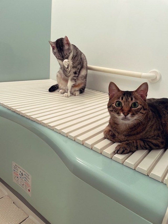 話題の猫語翻訳アプリの結果が 思ってたより態度でかめだった 愛猫の本音にざわつく猫飼いさん 衝撃の結果とは まいどなニュース