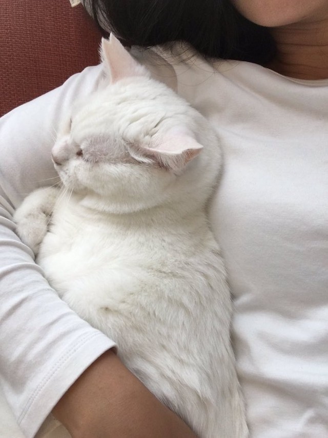 ご主人の腕の中に バィ ン と全力で倒れ込む猫さん 信用し切ってる姿に 皆が幸せになれる動画 まいどなニュース