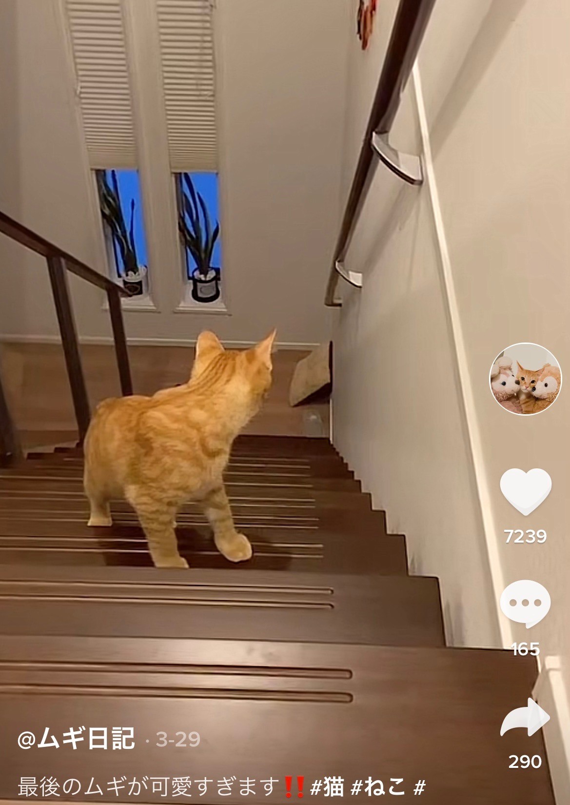 あっ せっかく運んだクッションが落ちて呆然顔の猫 切ない背中に めっちゃ応援した 私が運んであげたい まいどなニュース