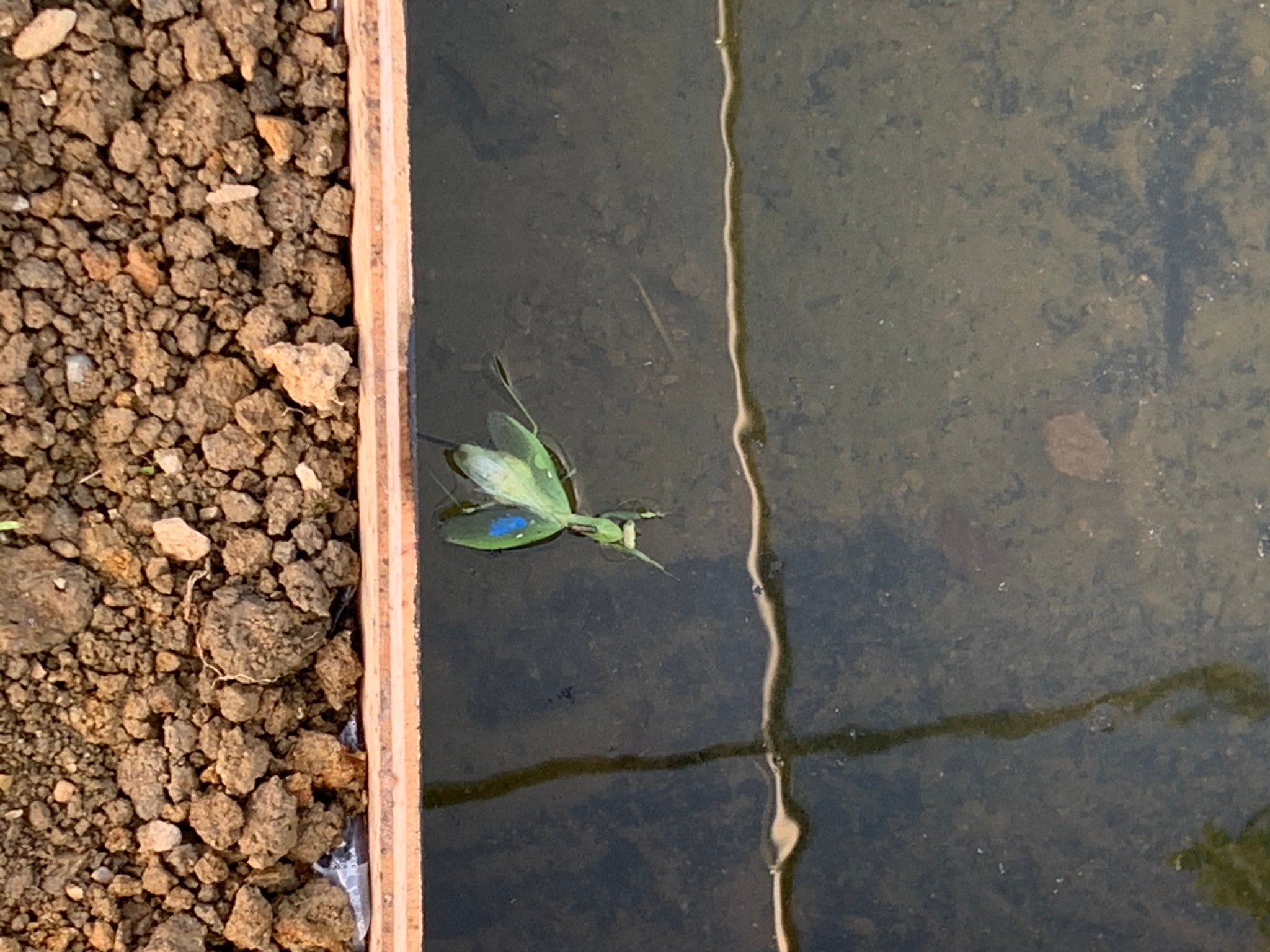 宿主を入水させる恐るべき寄生虫ハリガネムシ 神戸大の研究者らが仕組み解明 カギは水平偏光 まいどなニュース