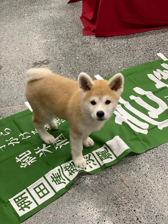 今日も配達 忙し忙し 台車を押す酒屋の看板犬 お尻フリフリお手伝いする動画に お勤めご苦労様 働き者だワン まいどなニュース