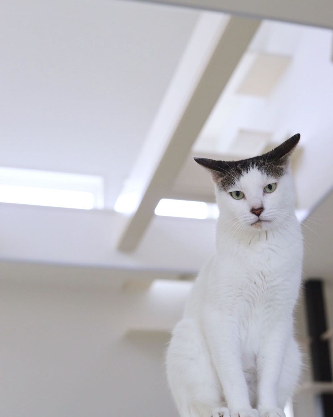 妊娠しては現れる野良猫をついに保護 子猫のひげが短いのは 母猫の愛情の証し まいどなニュース