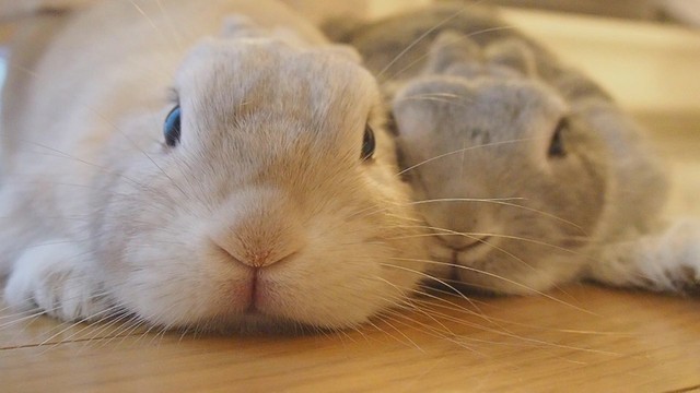 びよよよ ん うさぎってこんなに伸びるの その後イチャイチャ 見てるだけで幸せです まいどなニュース