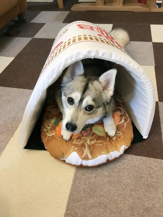 犬にカップヌードルを与えてみた えっ 予想外の楽しそうな カップいぬードル に歓喜の声 まいどなニュース