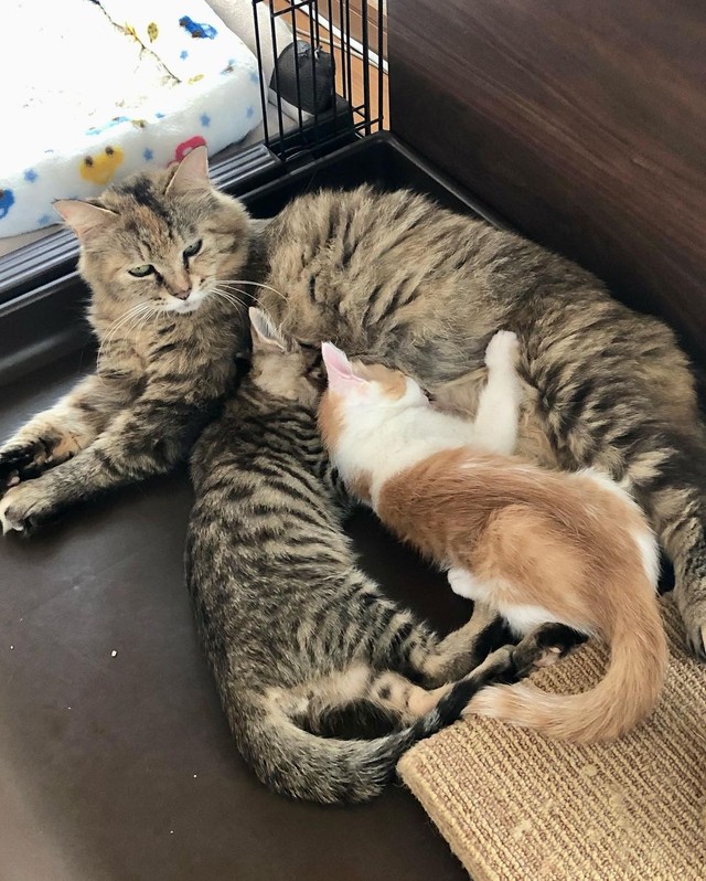 母猫 _ 子猫 母猫と別れ – 3/29譲渡会のご報告(恵愛動物病院さん) – GQNK