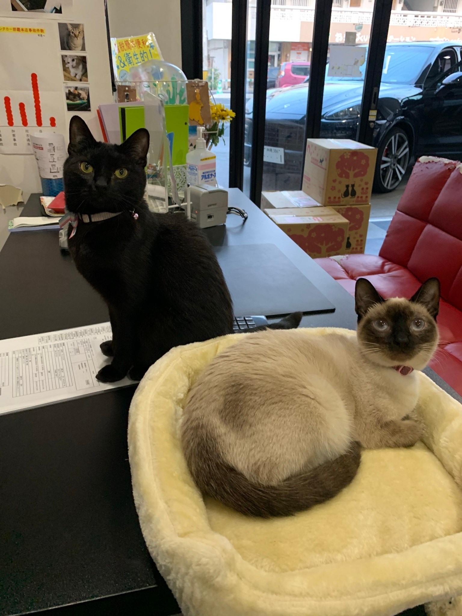 諦めたらアカンよ 失踪した心臓病の黒猫 数週間ぶりに奇跡の生還 迷い猫のチラシが結んだ不思議な 縁 まいどなニュース