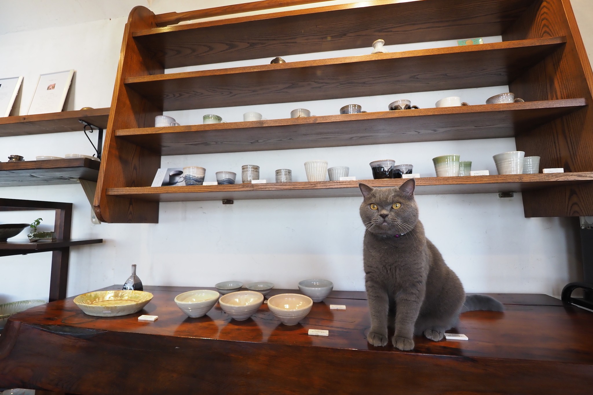 ブリティッシュショートヘアの猫店長が出迎えてくれる窯元 猫の箸置き 