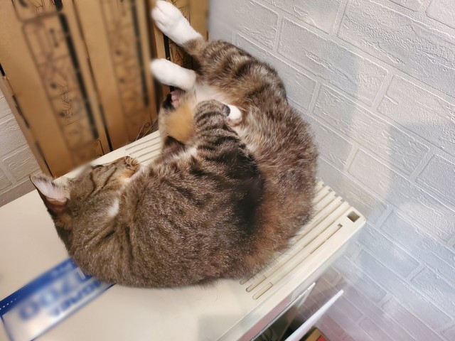 見事な抱っこジャンプを披露する猫 カメラ目線のドヤ顔に うらやましい 信頼しきってる まいどなニュース