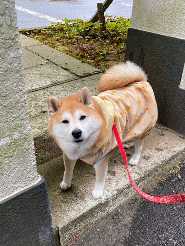 2時間で10歳老けた 柴犬のビフォーアフターに爆笑と励ましの声が殺到 行きと帰り別犬 がんばったね まいどなニュース