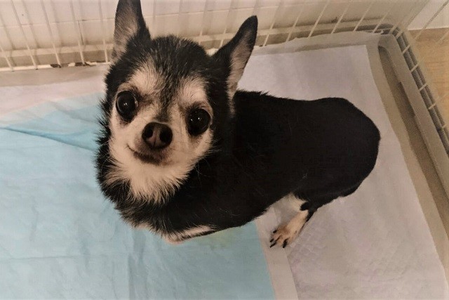 飼い主に見放され 譲渡候補にもなれず 殺処分を待つだけだった高齢の犬猫 引き取った動物愛護推進員の思い ガールズちゃんねる Girls Channel