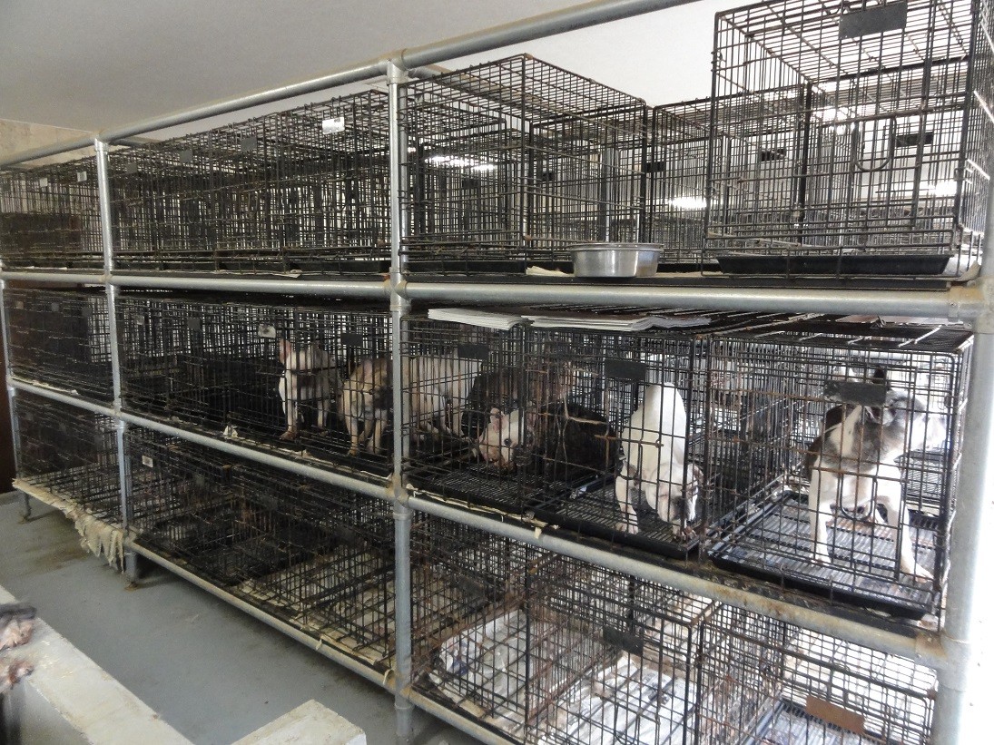 犬 猫の 数値規制 で何が変わる ターゲットは悪質業者 弁護士に聞いた まいどなニュース