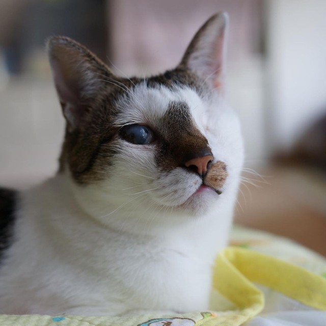 これはひどい と獣医師 両目がふさがった子猫を保護 度重なる眼の手術を乗り越え 生き延びた まいどなニュース