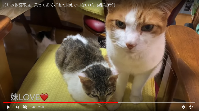 猫全部乗せご飯 動画で大人気の那須の長楽寺 ただ今 先住猫4匹 子猫2匹 6匹乗せ にチャレンジ中 まいどなニュース