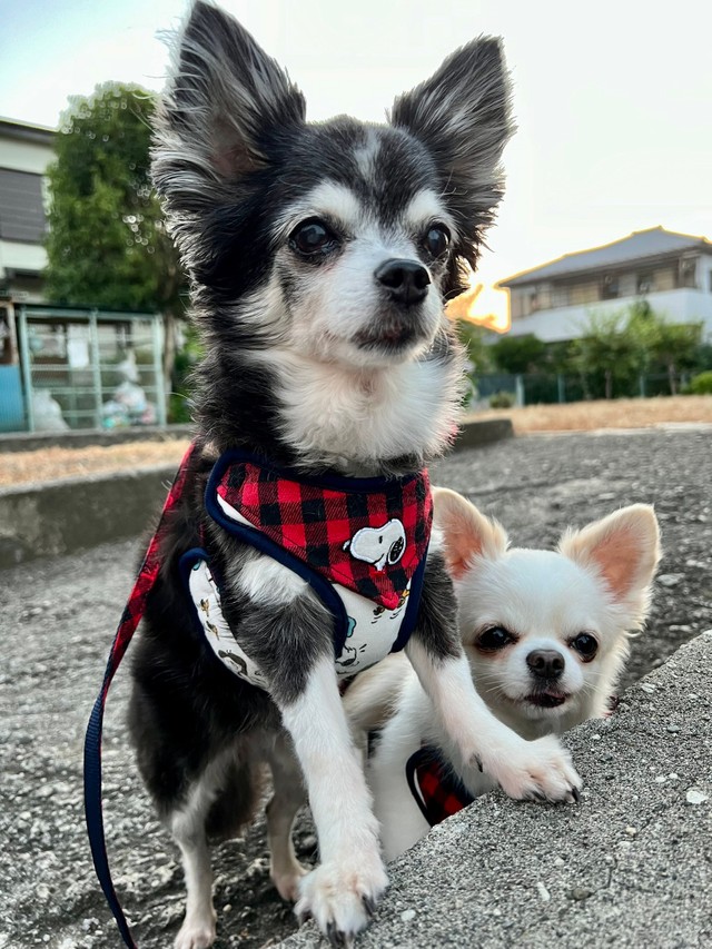 どっちが先に寝るのかな 寝落ちしそうな姉犬が 妹犬を寝かしつける姿にキュン 優しいな 私もトントンして欲しい まいどなニュース どっちが先に寝るのかな 寝落ちしそうな姉犬が 妹犬を寝かしつける姿にキュン 優しいな 私もトントンして欲しい まいどなニュース