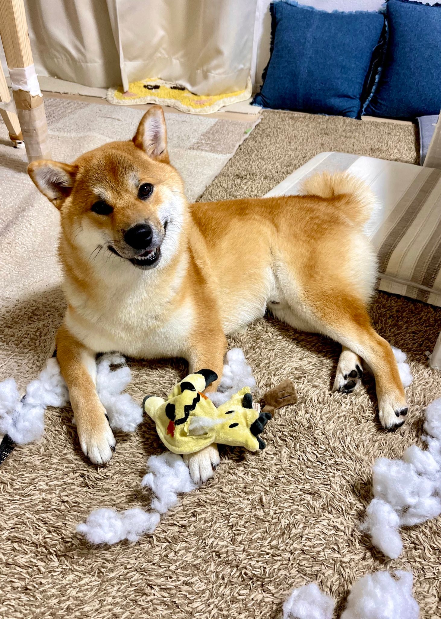 ボールはトモダチ ってぼろぼろやーん 鬼の形相の柴犬さんが話題に すごい破壊力 こんな顔するのか まいどなニュース