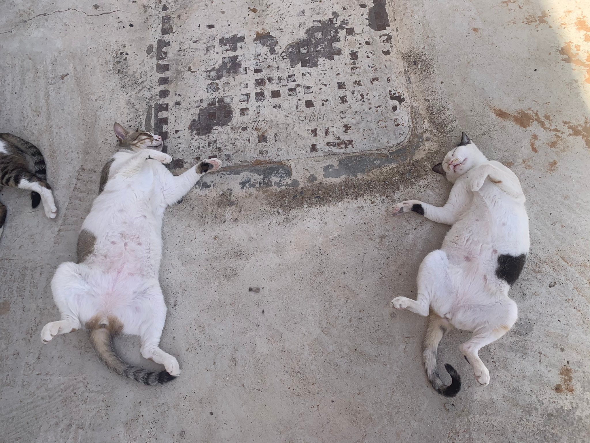 ここは猫の楽園 日陰に次々と集まりまどろむ猫たち 実はアラブの砂漠での暮らしの一コマ まいどなニュース