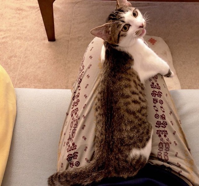 猫避けシートの意味なし 衝撃の光景に猫飼いさんの共感が殺到 もはや刺激が気持ちいいにゃ まいどなニュース 猫避けシートの意味なし 衝撃の光景に猫飼いさんの共感が殺到 もはや刺激が気持ちいいにゃ まいどなニュース