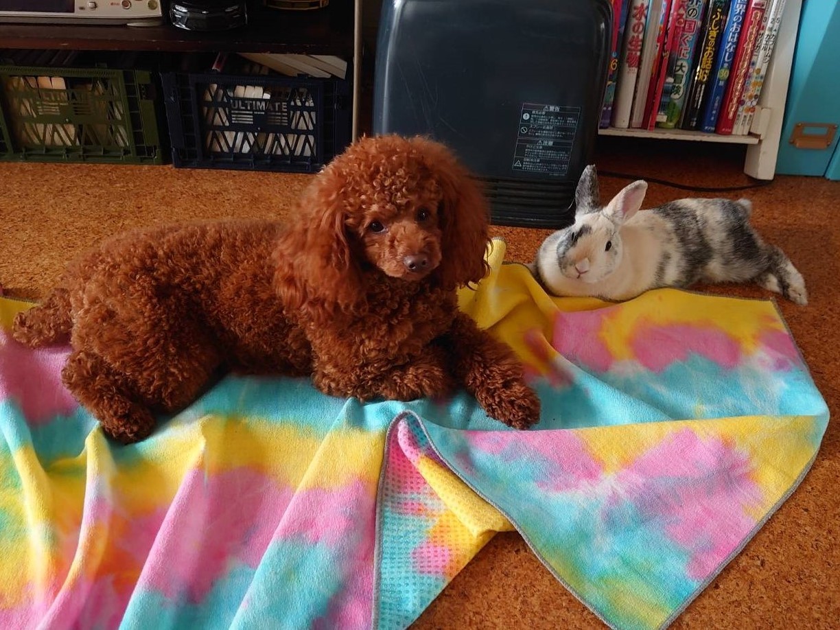 多頭飼育崩壊でレスキューされた保護うさぎ 里親さんちの犬とすぐ仲良しに 一緒に遊ぶ毎日 まいどなニュース