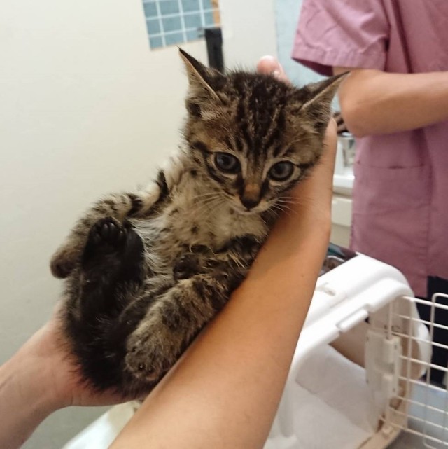 猫への嫌がらせ 通り道に割れたガラスを散布 ほうきの先に包丁 劣悪環境にいた兄を救った弟 まいどなニュース