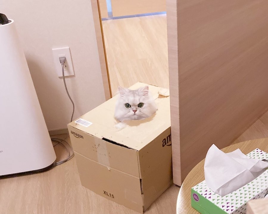 この状態でドア開けて部屋に入ってきたんだけど という猫さんに さらし首 シロネコヤマト とネット爆笑 まいどなニュース