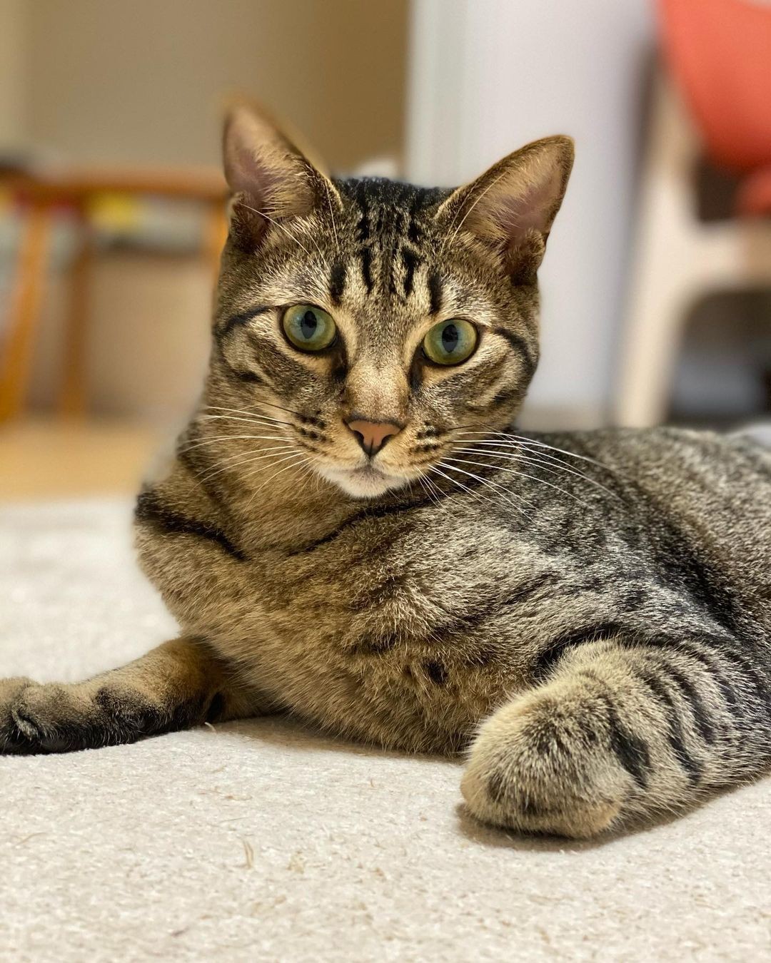 動物病院に捨てられていた子猫を家族に 話し相手になってくれたり 調子が悪いと添い寝してくれたりと まるで彼氏のよう まいどなニュース