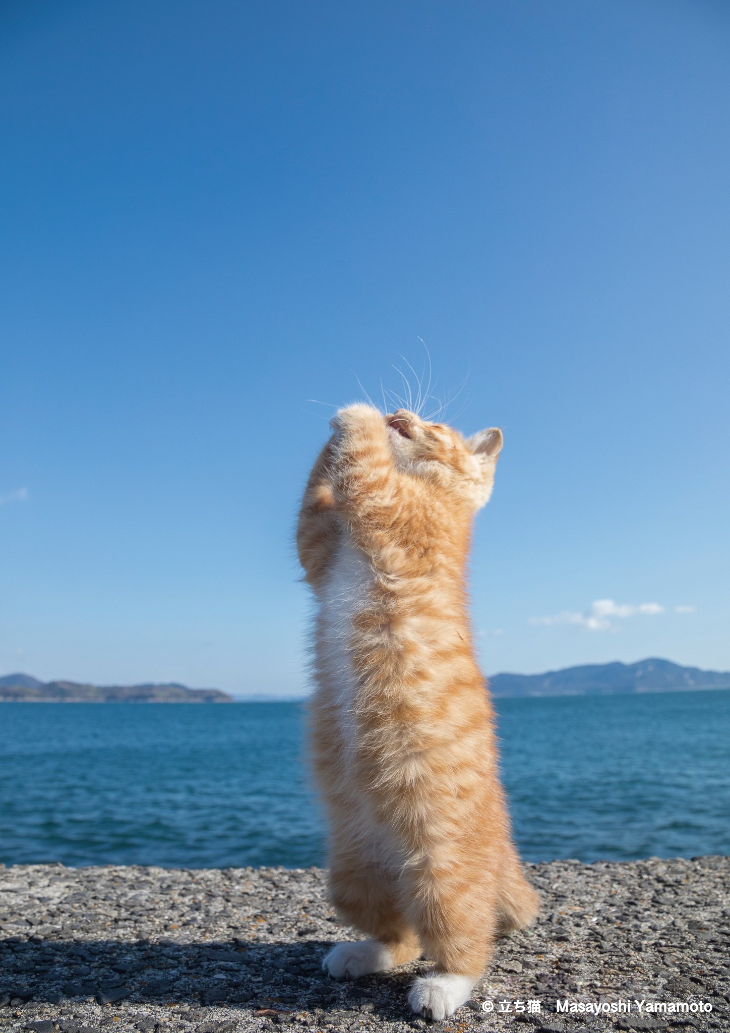 ２本足で立つ可愛い「立ち猫」が勢ぞろい ユニーク視点で撮影する写真 