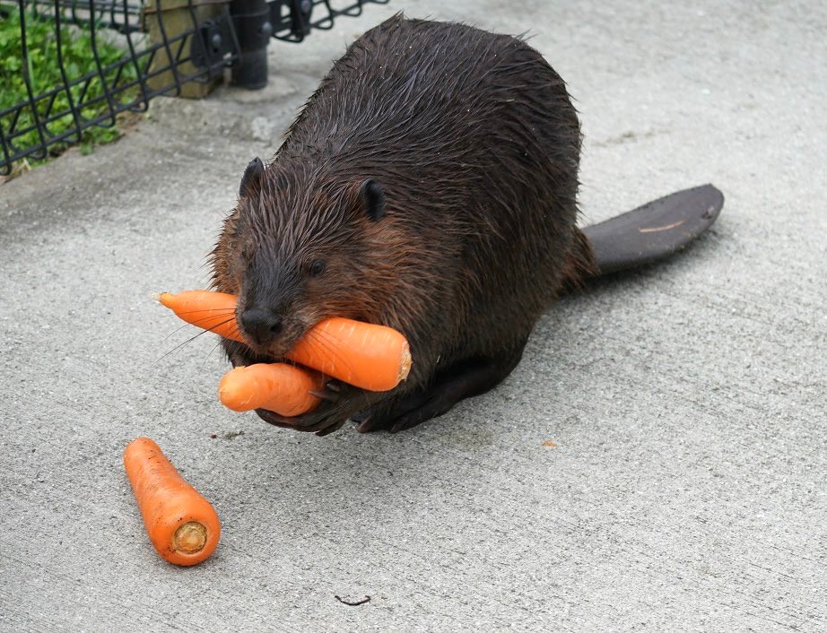 ニンジンを運ぶお父さんビーバーが けなげで可愛い 巣で待つ家族のため 手伝ってあげたい まいどなニュース