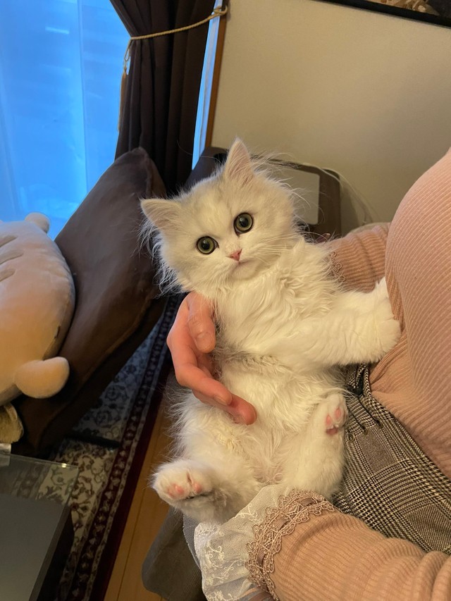 背中とってぇ 子猫とモフモフ猫に囲まれる奥さんを嫉妬 羨ましい そっちの撮るじゃない まいどなニュース