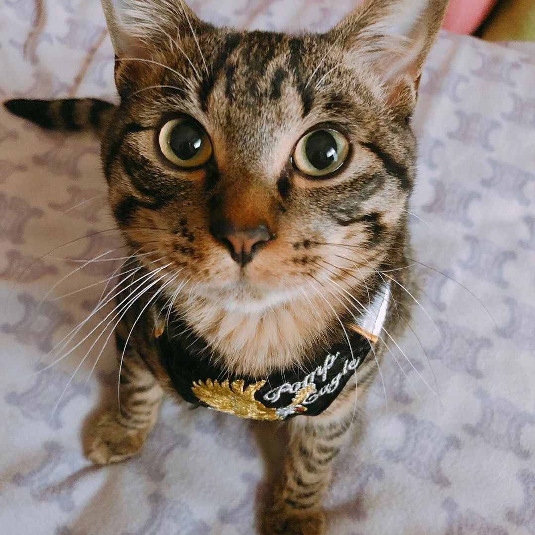 愛猫を亡くして3カ月 着ぐるみを着て生まれ変わってきたような猫と出会った まいどなニュース