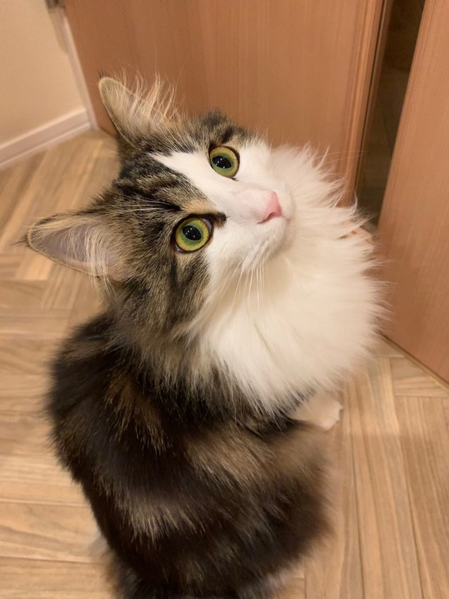 ちゅーる 好き お風呂 嫌い 顔が違いすぎる猫に爆笑 これは わかりやすい 感情表現豊か まいどなニュース