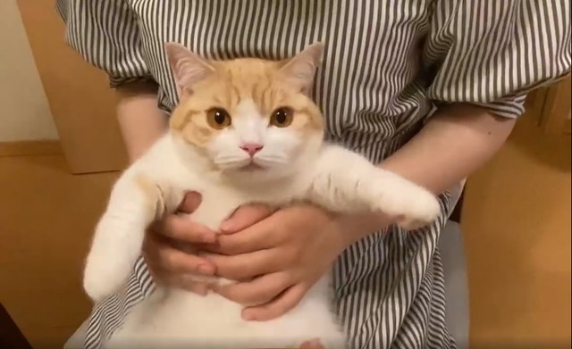 リピート再生する人続出 猫さんの されるがまま 動画が79万回再生 ぬいぐるみみたい きょとん顔が可愛い まいどなニュース