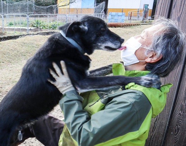 ペットが牧羊犬と知り なんと羊5頭と広大な土地をプレゼント いまでは疲れた人と犬の癒やしの牧場に まいどなニュース