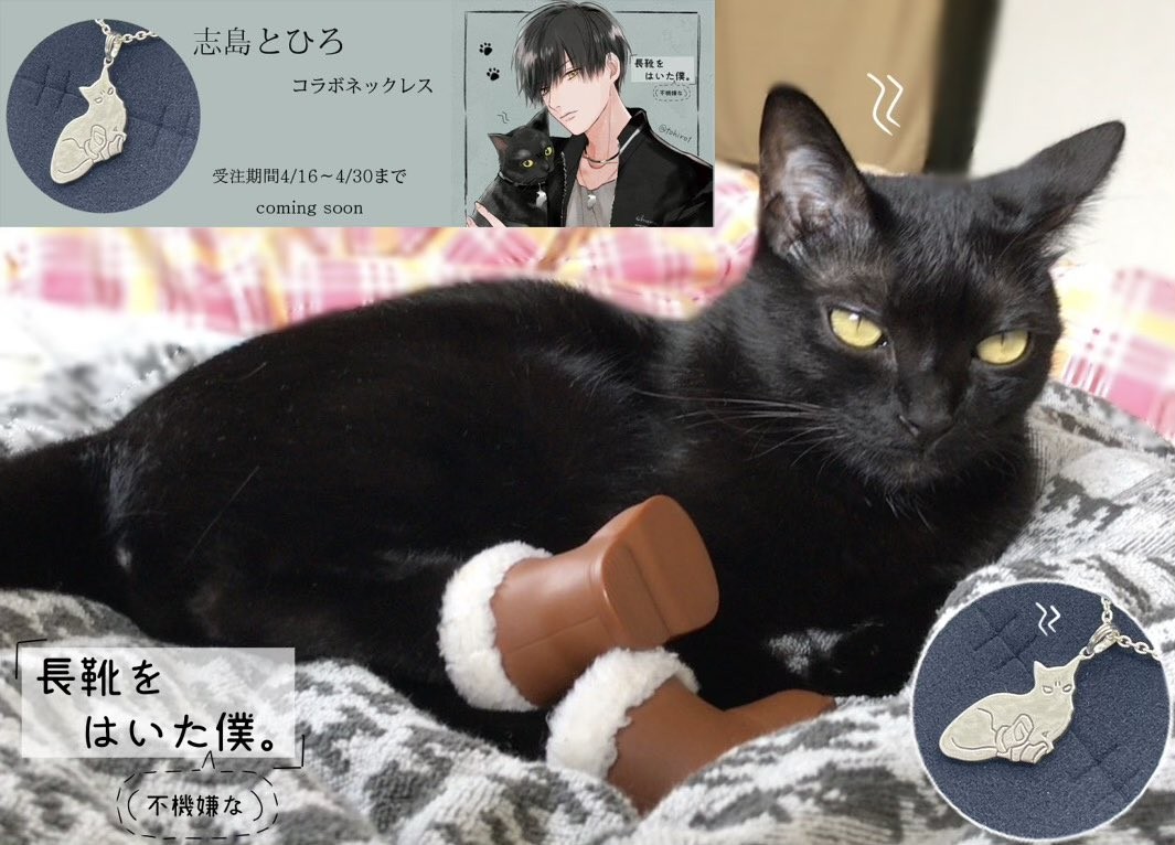 足を引きずっていたのに 保護したらスタスタ まさか演技してたとか かしこカワイイ黒猫さんに ネコデミー賞最優秀 の声 まいどなニュース