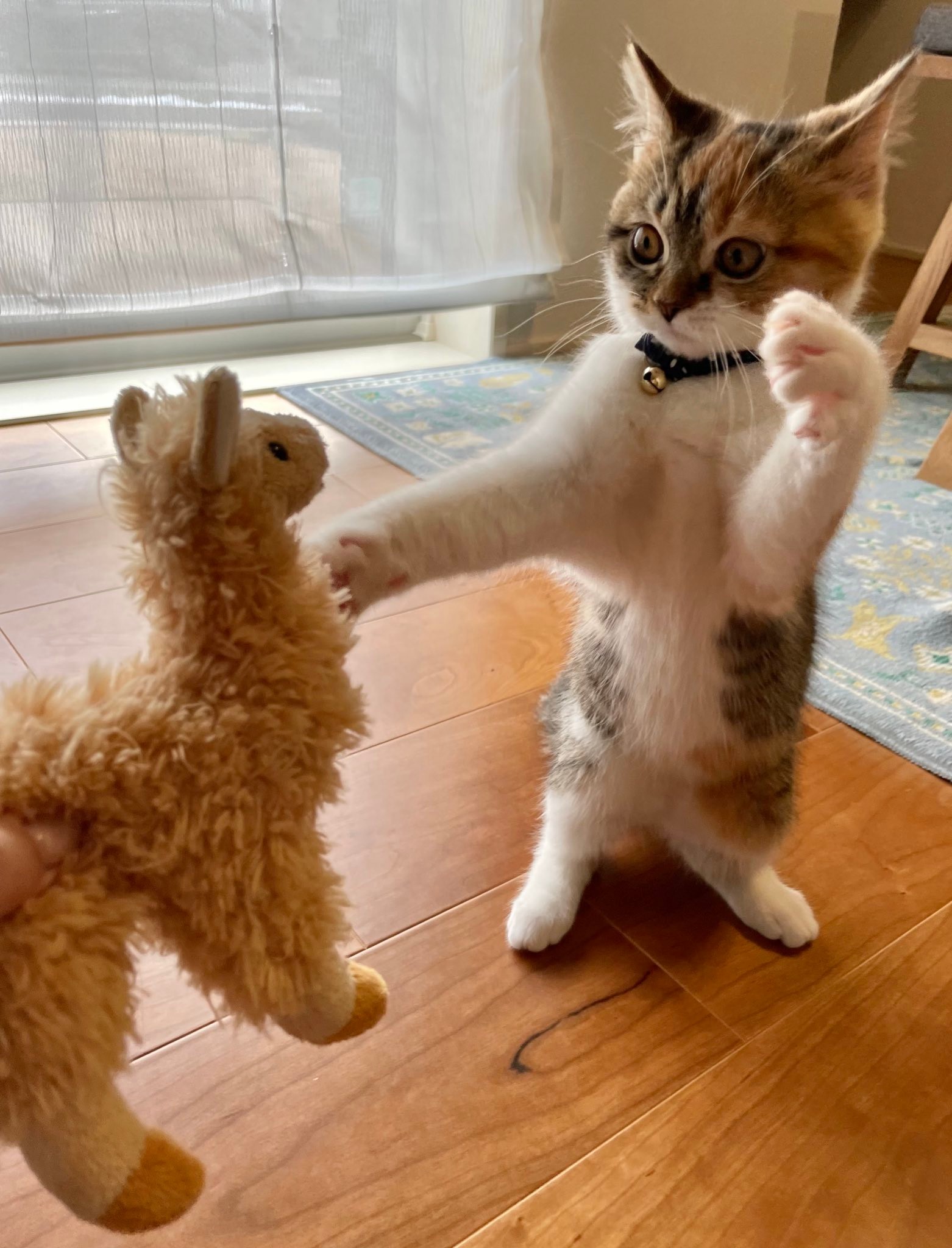 アルパカが あらわれた イカ耳で戦闘態勢の子猫に悶絶 思わず 両方ぬいぐるみですよね まいどなニュース