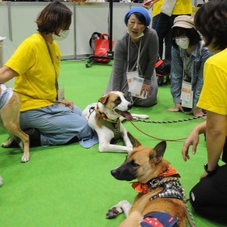 日本最大級の保護犬猫譲渡会