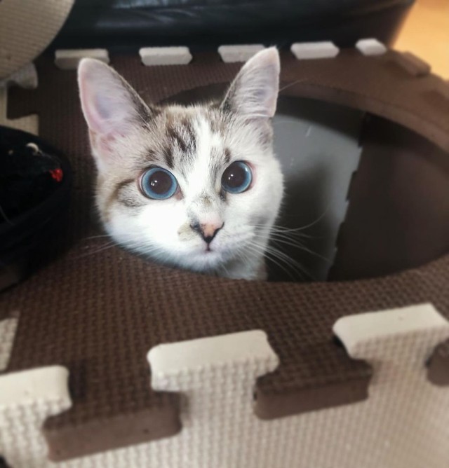 愛猫を失った父親の悲しみを埋めた子猫 白くてもちもち お風呂に入るのが日課 まいどなニュース