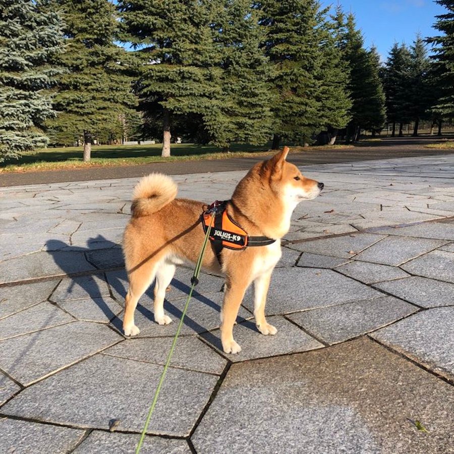 柴犬との雪の夜散歩で 驚き 夜の公園でこれは恐ろしい どうせならスケキヨが見たい まいどなニュース