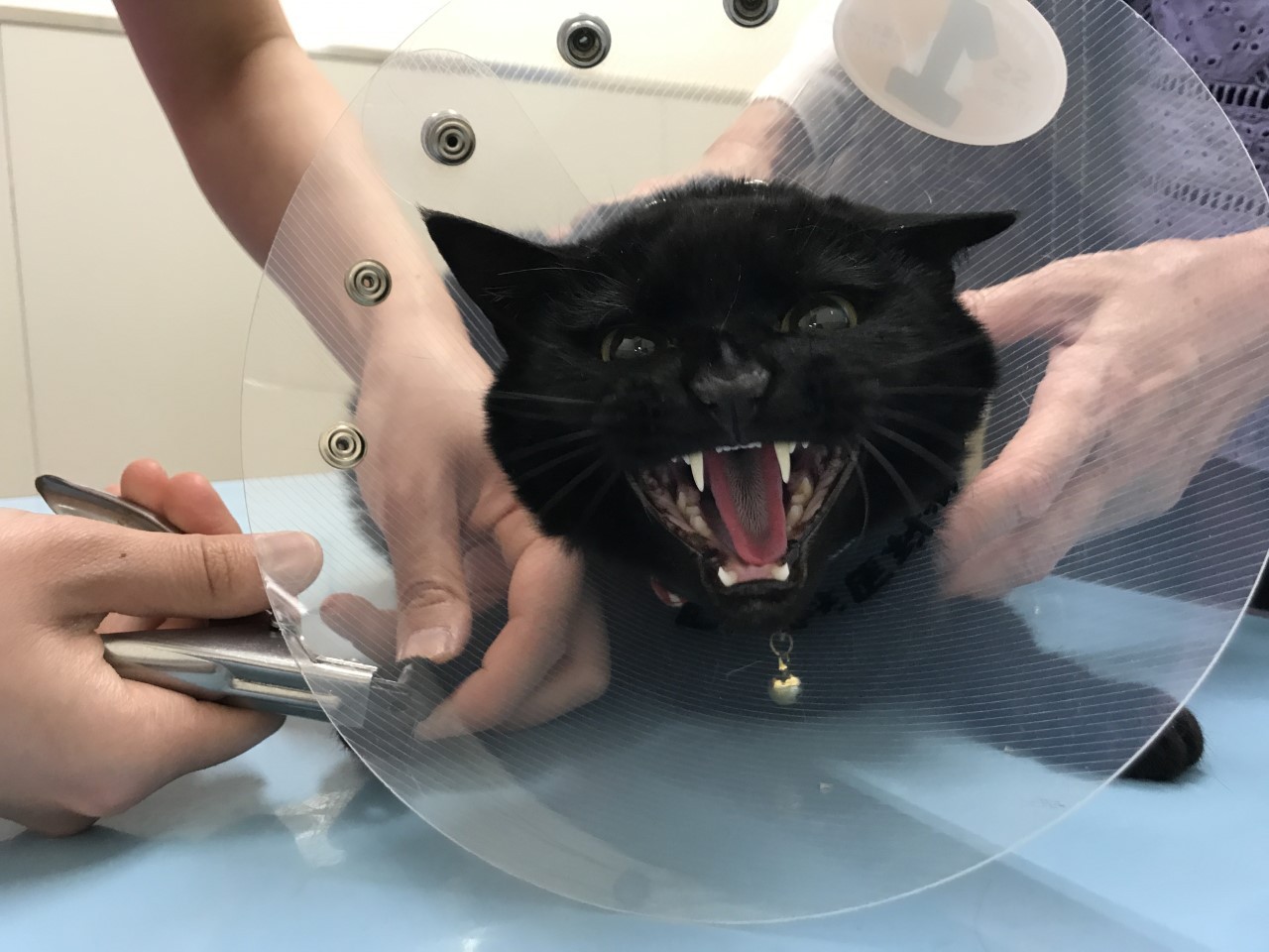 いつもは大暴れだったのにu2026診察台の上でお寝んね? 16歳の柴犬・こ