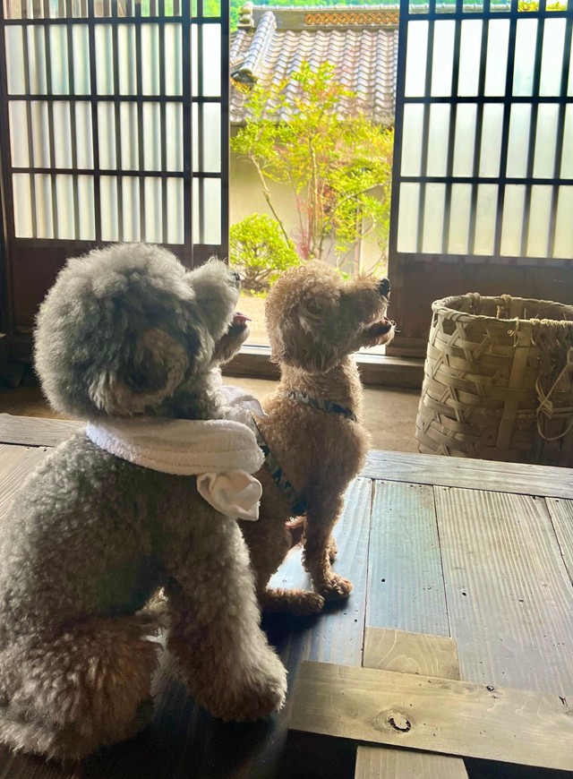ぬいぐるみ おばあちゃん 玄関でたたずむ犬さん えっ動いた と話題 美味しいひじきの煮物出してくれそう まいどなニュース