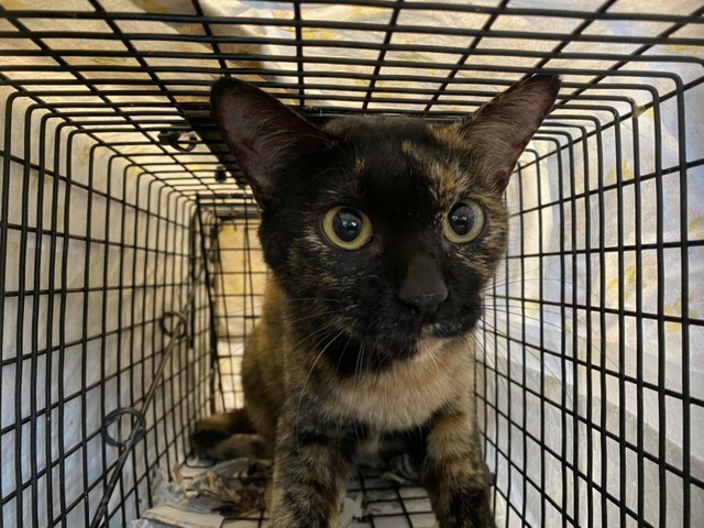 餓死 轢死 凍死 山間部の廃屋に遺棄された数十匹の猫を救え アニマルレスキューが見た凄惨な現場 まいどなニュース 餓死 轢死 凍死 山間部の廃屋に遺棄された数十匹の猫を救え アニマルレスキューが見た凄惨な現場 まいどなニュース