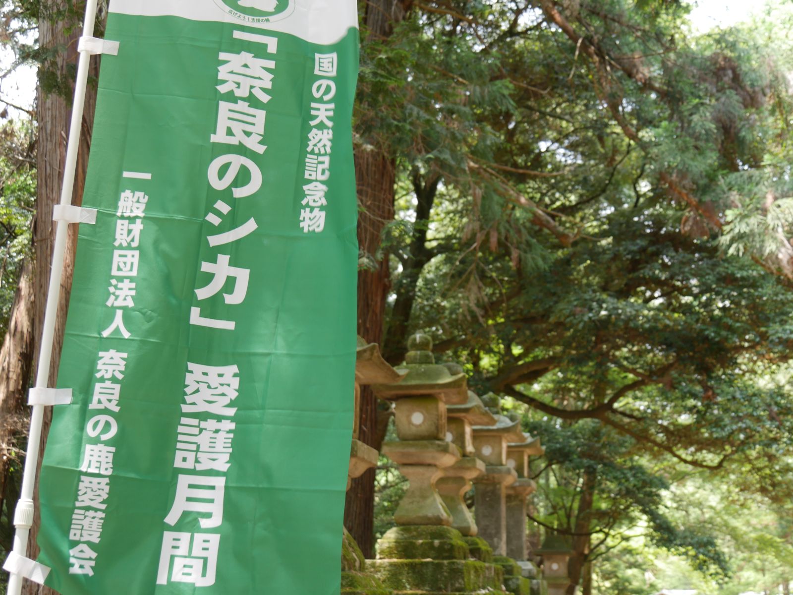 今シカ見られない 赤ちゃん鹿が大集合 奈良で癒される前に知っておきたいこと まいどなニュース