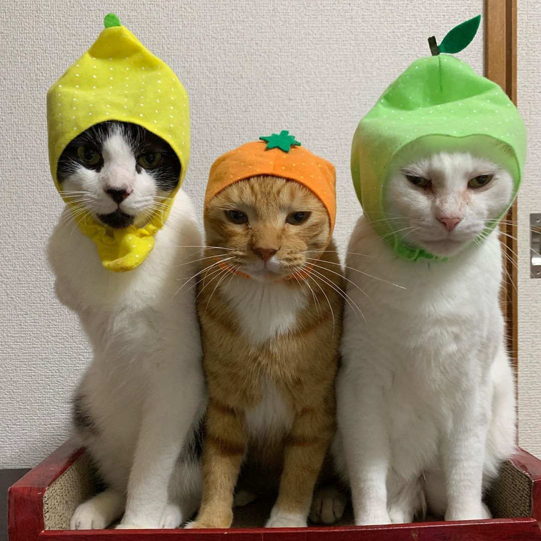 偶然出会い保護したやせこけた白猫 珍しい感染性にかかっていた まいどなニュース