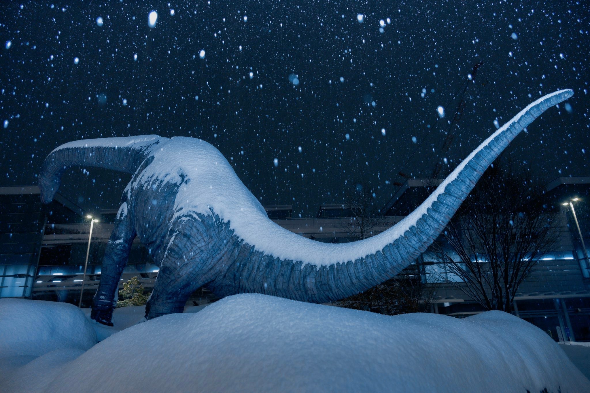 え ここは 氷河期 大雪の夜 恐竜と睨み合い 福井県大好き21歳の珠玉の写真に県担当者も感動 まいどなニュース